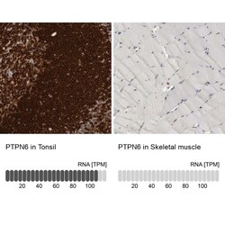 SHP-1 Antibody, Novus Biologicals 25 &mu;L; Unlabeled:Antibodies, Polyclonal